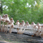 P1120166a fungi